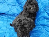 Siyah Inciler Irkın En Güzeli Toy Poodle Yavrular