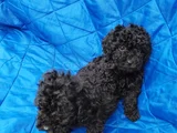 Siyah Inciler Irkın En Güzeli Toy Poodle Yavrular