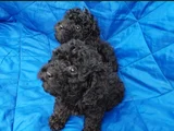 Siyah Inciler Irkın En Güzeli Toy Poodle Yavrular