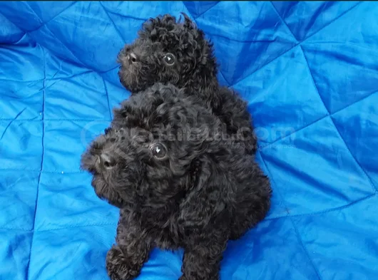 Siyah Inciler Irkın En Güzeli Toy Poodle Yavrular görsel