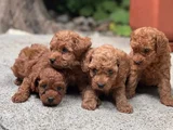 Toy Poodle Yavrular
