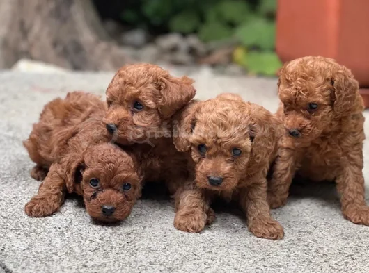 Toy Poodle Yavrular görsel