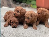 Toy Poodle Yavrular