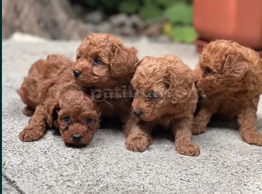 Toy Poodle Yavrular görsel