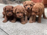 Toy Poodle Yavrular