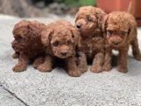 Toy poodle yavrular