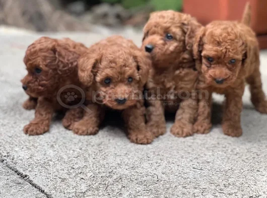 Toy Poodle Yavrular