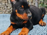 Kalitenin Zirvesi Doberman Yavrular
