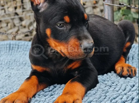 Kalitenin Zirvesi Doberman Yavrular görsel