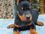 Kalitenin Zirvesi Doberman Yavrular