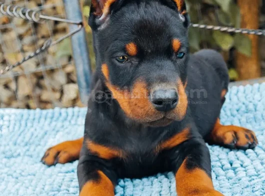Kalitenin Zirvesi Doberman Yavrular görsel