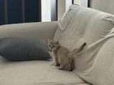 British Shorthair Dişi Yavru 3 Aylık