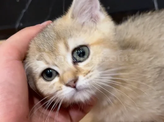 British Shorthair Dişi Yavru 3 Aylık görsel