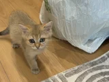 British Shorthair dişi Yavru 3 Aylık