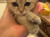 British Shorthair Dişi Yavru 3 Aylık