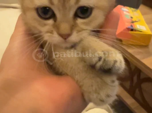 British Shorthair Dişi Yavru 3 Aylık görsel