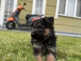Irk Garantili Alman Kurdu Yavrularım