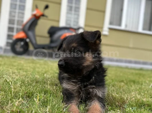 Irk Garantili Alman Kurdu Yavrularım görsel