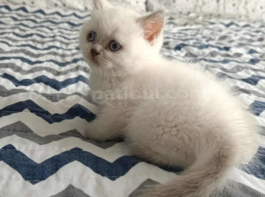 Di̇şi̇ Ve Erkek Bluepoi̇nt Bebeler görsel