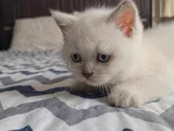 Di̇şi̇ Ve Erkek Bluepoi̇nt Bebeler
