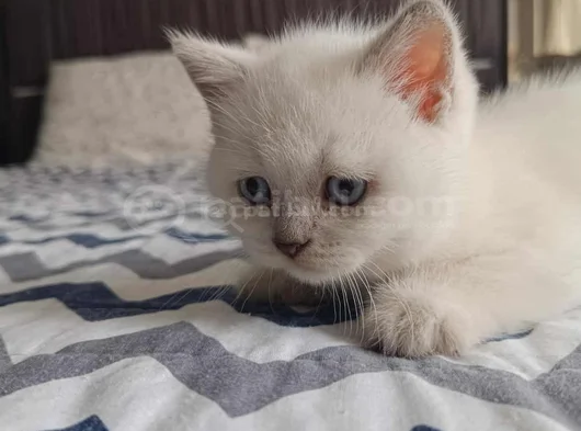 Di̇şi̇ Ve Erkek Bluepoi̇nt Bebeler görsel