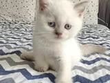 DİŞİ VE ERKEK BLUEPOİNT BEBELER