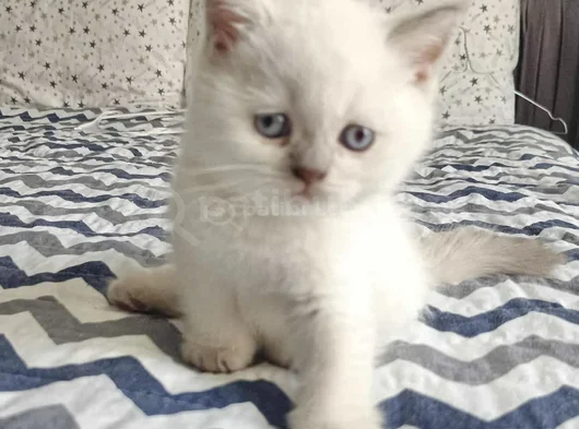 Di̇şi̇ Ve Erkek Bluepoi̇nt Bebeler