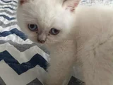 Di̇şi̇ Ve Erkek Bluepoi̇nt Bebeler