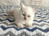 Di̇şi̇ Ve Erkek Bluepoi̇nt Bebeler