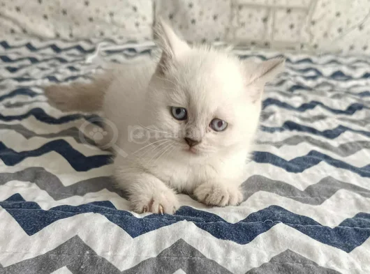 Di̇şi̇ Ve Erkek Bluepoi̇nt Bebeler görsel