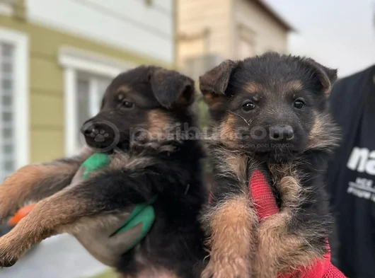 Irk Garantili Alman Kurdu Yavrularım görsel