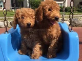 Tcap ve toy poodle ırk ve sağlık garantili tlf bakım hizmeti