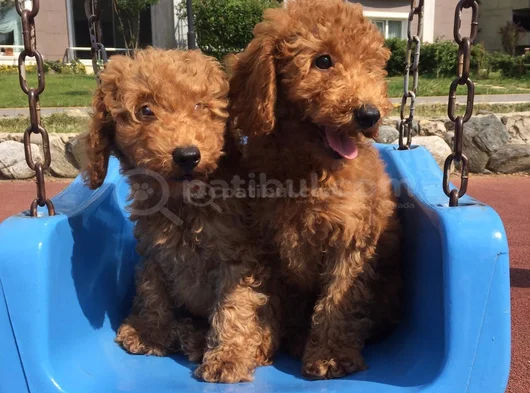 Tcap Ve Toy Poodle Irk Ve Sağlık Garantili Tlf Bakım Hizmeti