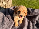 A kalite maltipoo bebekler