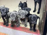 Safkan Cane Corso Yavrular