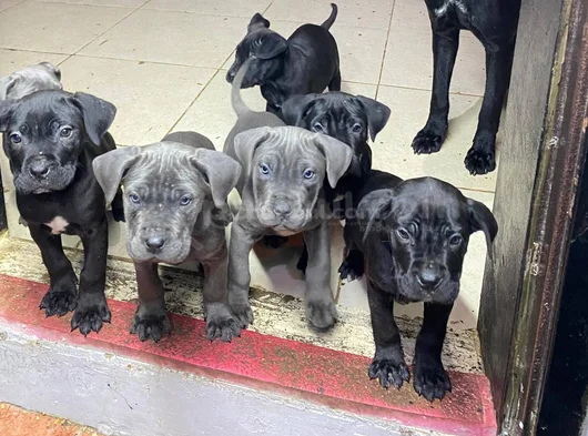Safkan Cane Corso Yavrular görsel