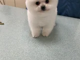 Oyuncak Gibi A Kalite Pomeranian – Yuvasını Arıyor