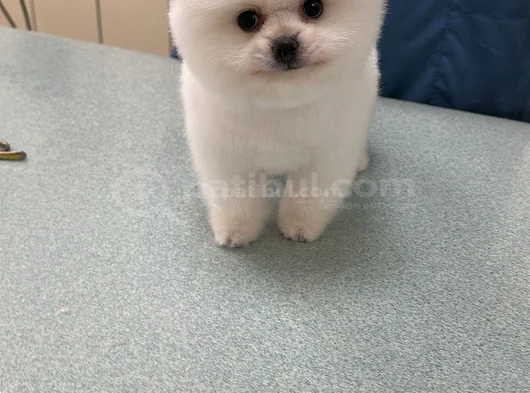 Oyuncak Gibi A Kalite Pomeranian – Yuvasını Arıyor görsel
