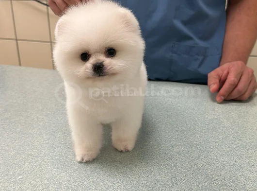Oyuncak Gibi A Kalite Pomeranian – Yuvasını Arıyor
