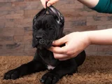 Safkan Cane Corso Yavrular