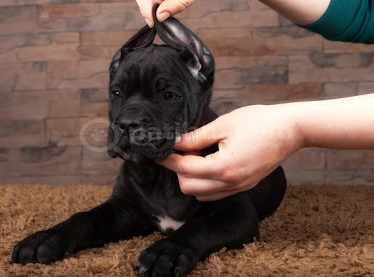 Safkan Cane Corso Yavrular görsel