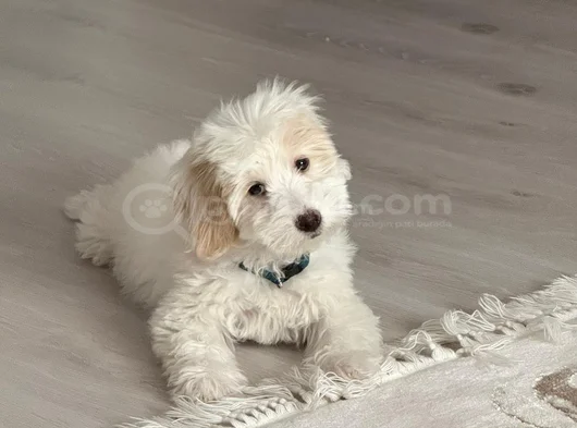 Lady Yeni Yuvasını Arıyor