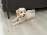 Lady Yeni Yuvasını Arıyor
