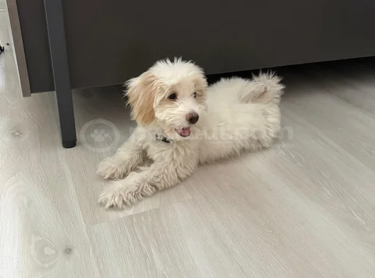 Lady Yeni Yuvasını Arıyor görsel