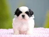 Micro Boy Morkie Yavrular Ev Ortamı Uygun