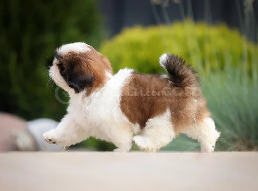 Kaliteli Shtzu Yavrular Bugüne Özel Uygun görsel