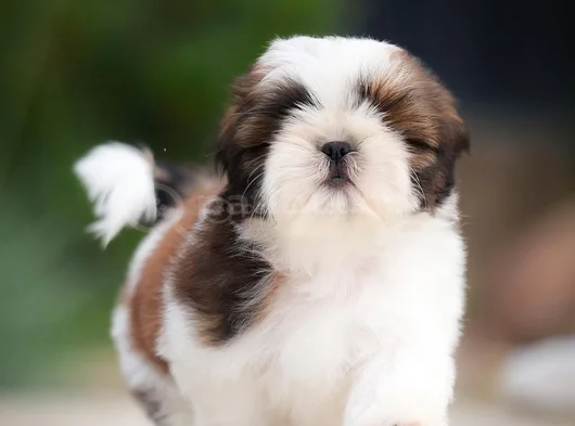 Kaliteli Shtzu Yavrular Bugüne Özel Uygun görsel