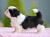 Micro Boy Morkie Yavrular Ev Ortamı Uygun