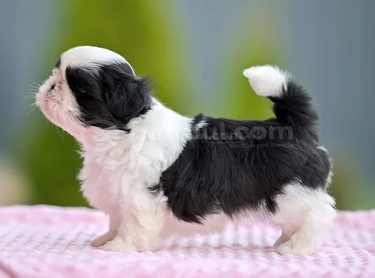 Micro Boy Morkie Yavrular Ev Ortamı Uygun görsel