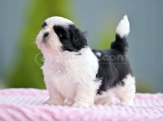 Micro Boy Morkie Yavrular Ev Ortamı Uygun